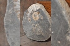 5_drevnjaja_okamenelost_-_ammonit